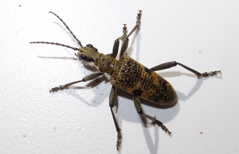 Cerambycidae: Rhagium mordax